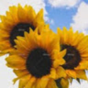 Meet your Posher, Stu-anna